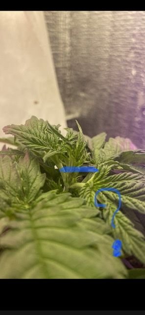 09DDD915-EAA7-43CB-9C67-810C63889EEE.jpeg 09DDD915-EAA7-43CB-9C67-810C63889EEE.jpeg