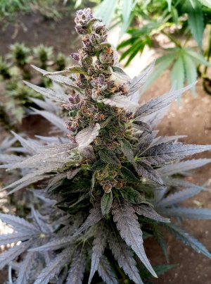 лена.jpg лена.jpg