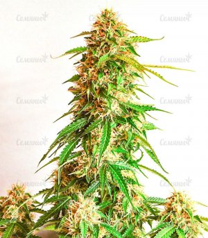 Gorilla-Auto-fem-sort-konopli__PMb3il8KYHRnPnyq.jpg Gorilla-Auto-fem-sort-konopli__PMb3il8KYHRnPnyq.jpg