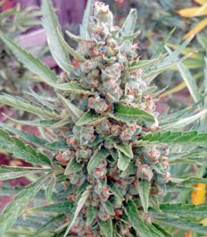 1663921145357.png 1663921145357.png