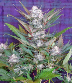 1663921150975.png 1663921150975.png