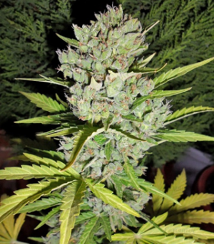 1663921156208.png 1663921156208.png