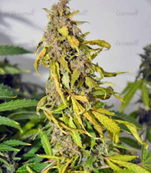 1663924203165.png 1663924203165.png