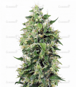 1663924217121.png 1663924217121.png