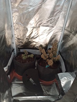 IMG_20220902_192433.jpg IMG_20220902_192433.jpg