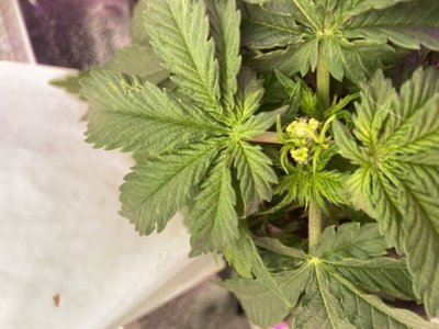 A82D0226-01B1-4CBA-B08F-68C1769B0B8B.jpeg A82D0226-01B1-4CBA-B08F-68C1769B0B8B.jpeg