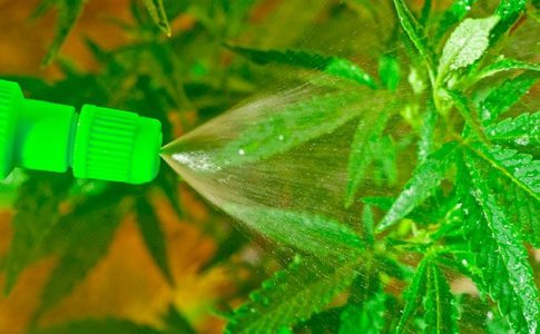 Масло ним – лучший органический пестицид для конопли Масло ним – лучший органический пестицид для конопли