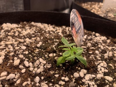 Zkittlez 1(больной)3.jpg