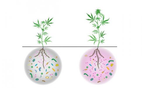 Что такое ризобактерии