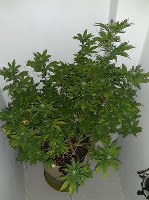 20221002_201412.jpg 20221002_201412.jpg