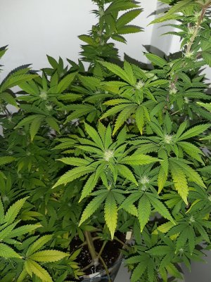 20221003_092915.jpg 20221003_092915.jpg