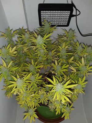 20221002_201423.jpg 20221002_201423.jpg