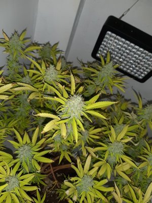 20221003_093515.jpg 20221003_093515.jpg