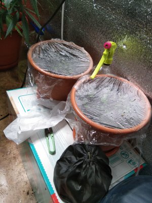 IMG_20221006_175554.jpg IMG_20221006_175554.jpg