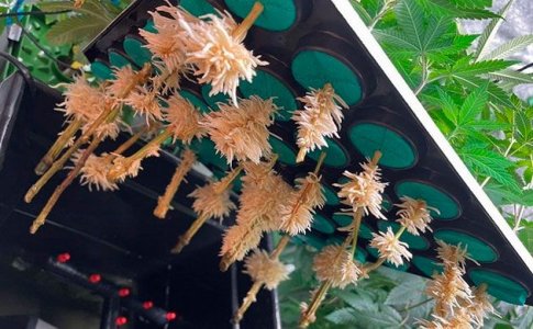 Выращивание органической марихуаны на гидропонике Выращивание органической марихуаны на гидропонике