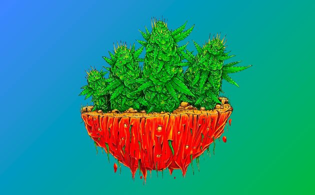 Органическая марихуана Органическая марихуана