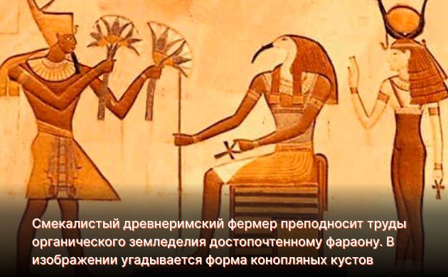 История органической марихуаны История органической марихуаны