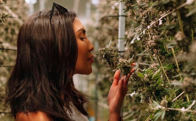 Почему нужно выбирать органическую марихуану? Почему нужно выбирать органическую марихуану?