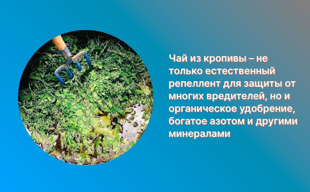 Борьба с вредителями конопли: чайная смесь из крапивы Борьба с вредителями конопли: чайная смесь из крапивы