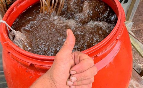 Преимущество использования компостного чая для конопли Преимущество использования компостного чая для конопли