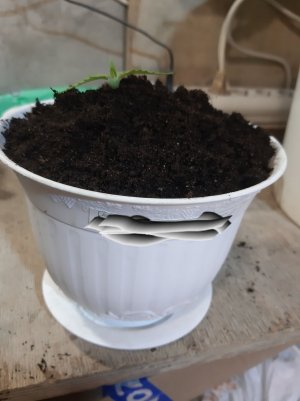 20221011_200719.jpg 20221011_200719.jpg