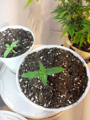 20221011_205255.jpg 20221011_205255.jpg