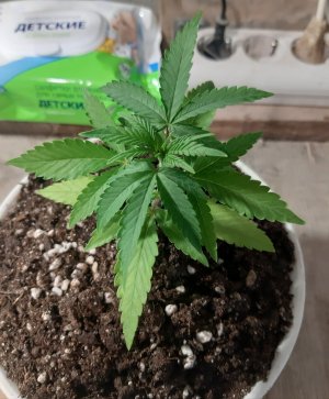 20221012_133233.jpg 20221012_133233.jpg