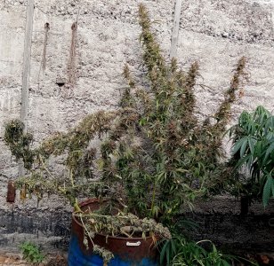 бочка.jpg бочка.jpg