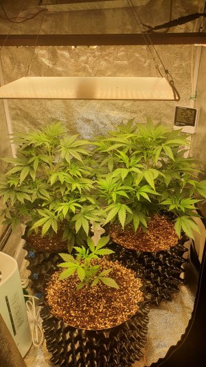 20221006_072755.jpg 20221006_072755.jpg