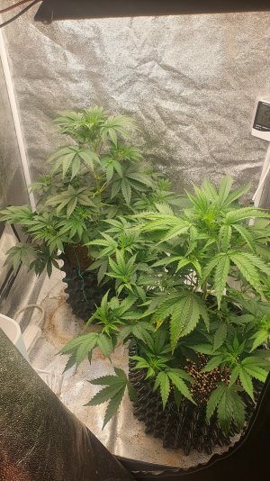 20221008_081047.jpg 20221008_081047.jpg