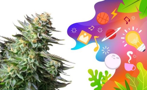 Сорт конопли Amnesia Сорт конопли Amnesia