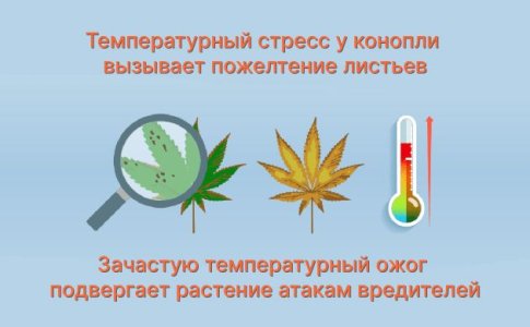 Температурный стресс Температурный стресс