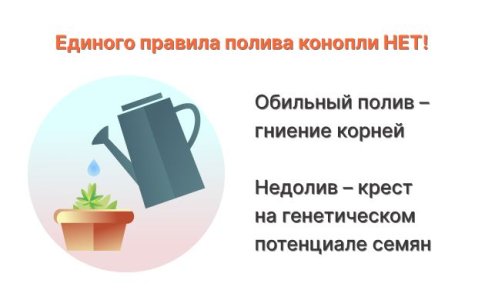 Чрезмерный полив или недолив конопли Чрезмерный полив или недолив конопли