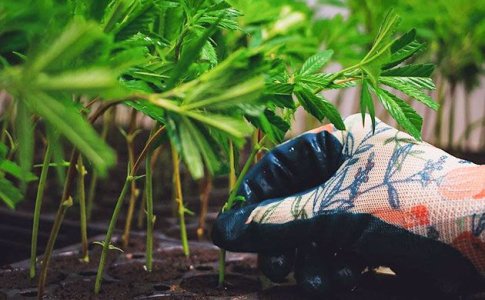Клонирование конопли Клонирование конопли