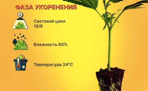 Укоренение клона конопли Укоренение клона конопли