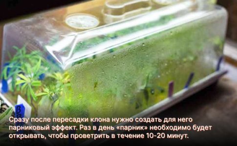 Взращивание клона марихуаны Взращивание клона марихуаны