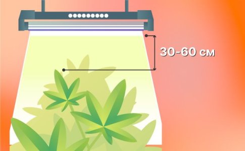 Pravilnoe-rasstoyanie-ot-lampy-do-makushki-marikhuany.jpg Pravilnoe-rasstoyanie-ot-lampy-do-makushki-marikhuany.jpg