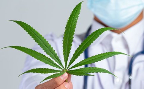 ТОП медицинских сортов конопли