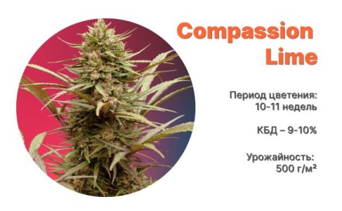 Сорт конопли CBD Auto Compassion Lime от Dutch Passion