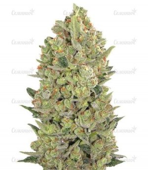 00 Hashish.jpg 00 Hashish.jpg