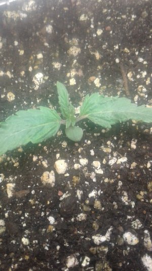 20210320_164801.jpg 20210320_164801.jpg