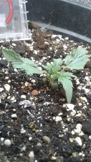 20210322_195438.jpg 20210322_195438.jpg