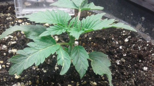 20210326_132728.jpg 20210326_132728.jpg