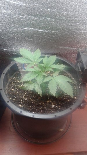 20210330_182654.jpg 20210330_182654.jpg