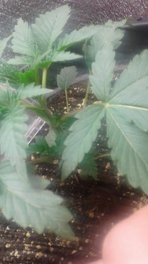 20210330_182708.jpg 20210330_182708.jpg