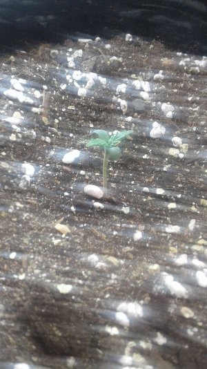 20210330_182733.jpg 20210330_182733.jpg