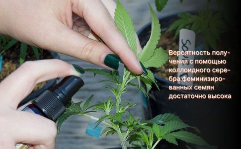 феминизированные семена и коллоидное серебро феминизированные семена и коллоидное серебро