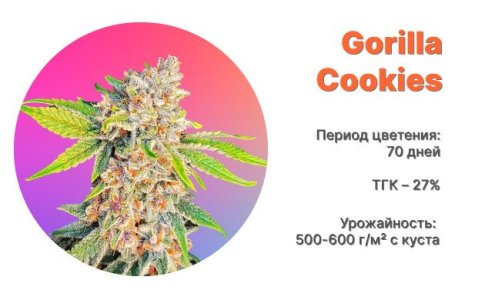 Сорт конопли Gorilla Cookies Auto от FastBuds Сорт конопли Gorilla Cookies Auto от FastBuds