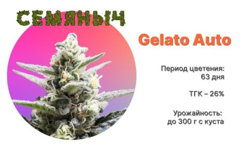 Сорт каннабиса Gelato Auto от Семяныча Сорт каннабиса Gelato Auto от Семяныча
