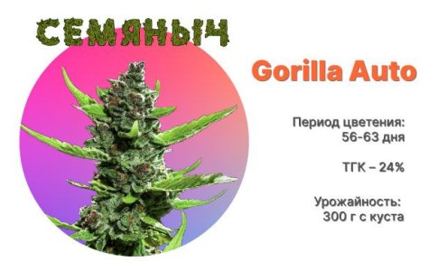 Сорт марихуаны Gorilla Auto от Семяныча Сорт марихуаны Gorilla Auto от Семяныча